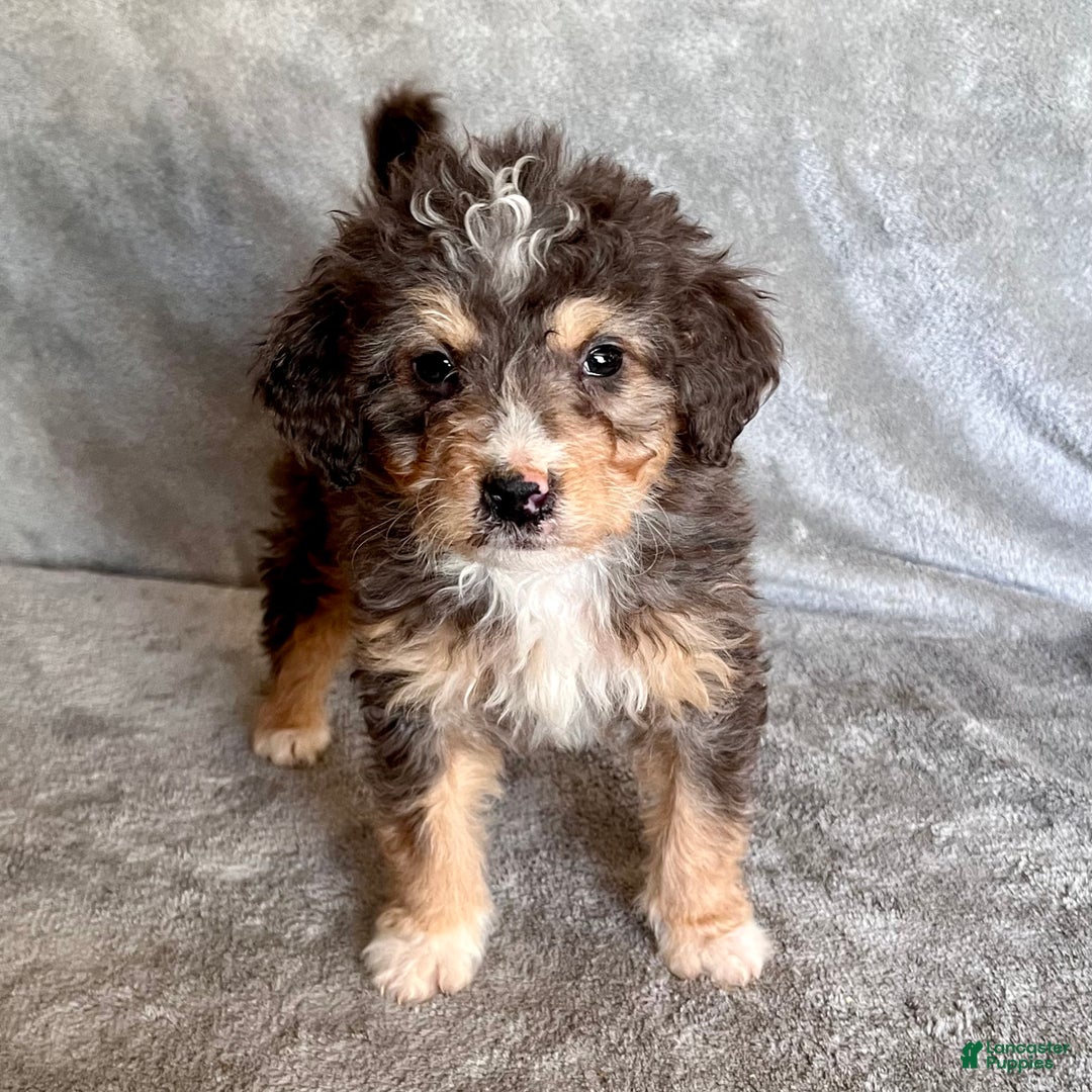 Bernedoodle dogs for sale: Jetta - Ad 3