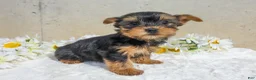 Yorkshire Terrier dogs for sale: Jenny - Ad 2