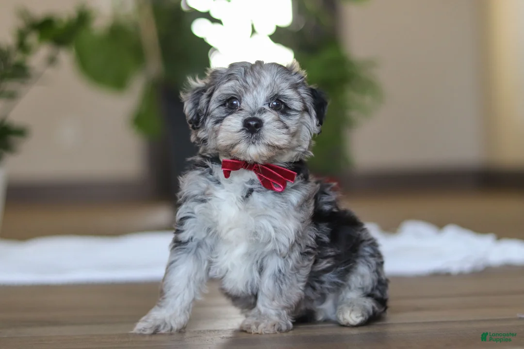 Havapoo dogs for sale: Rubble - Ad 2