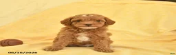 Toy Poodle dogs for sale: Paddington - Ad 3