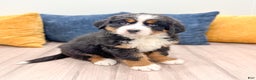 Bernese Mountain Dog dogs for sale: Rosie - Ad 3
