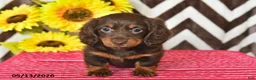 Miniature Dachshund dogs for sale: Millie - Ad 5