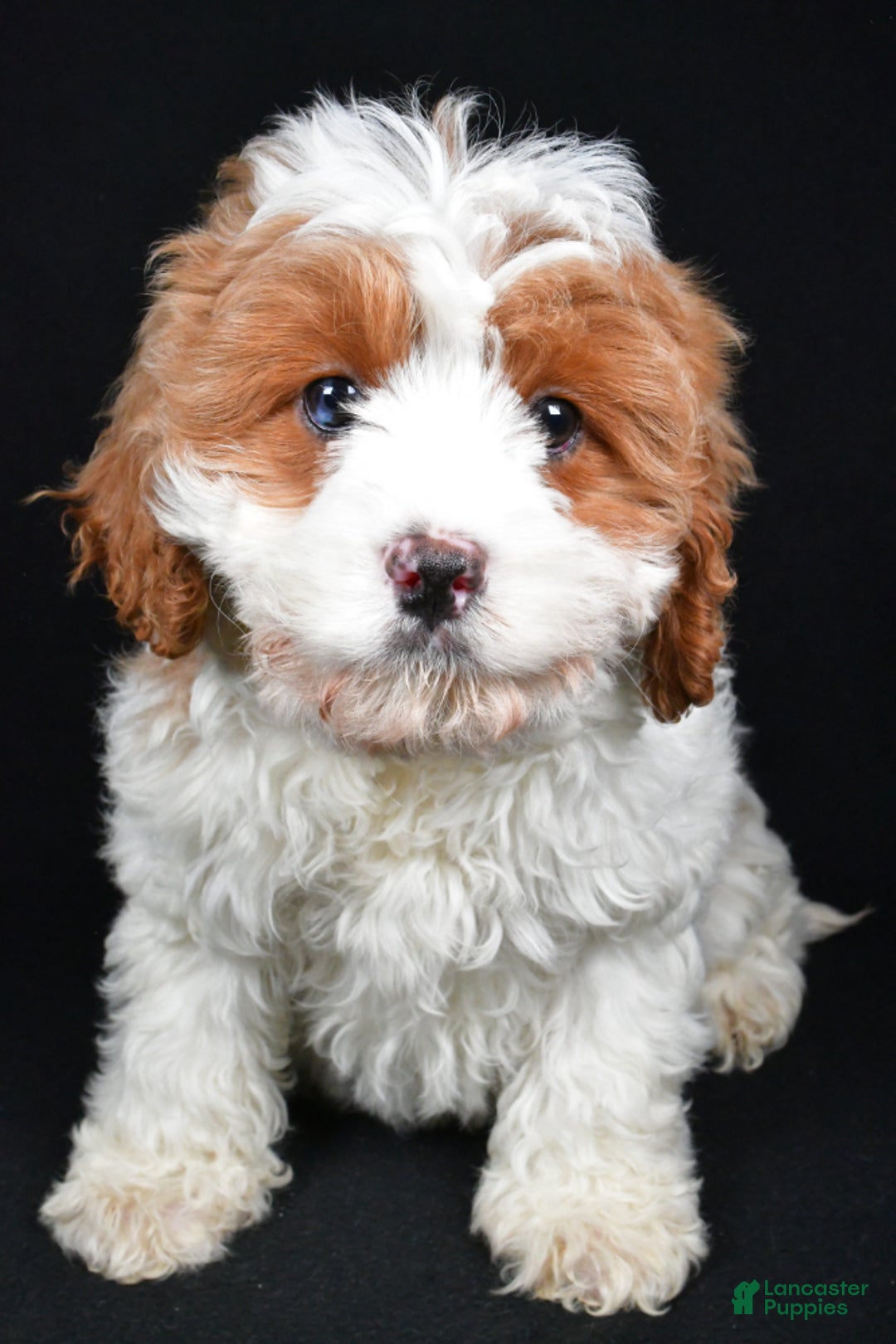 Cavapoo dogs for sale: Cavapoo Puppy 1 - Ad 3