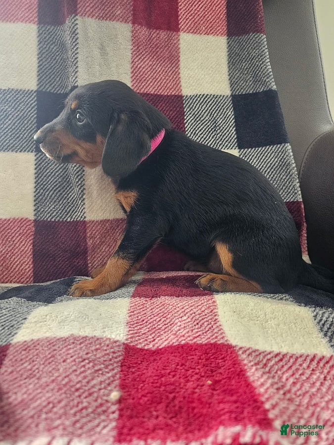 Mixed Breed dogs Bella - Ad 2