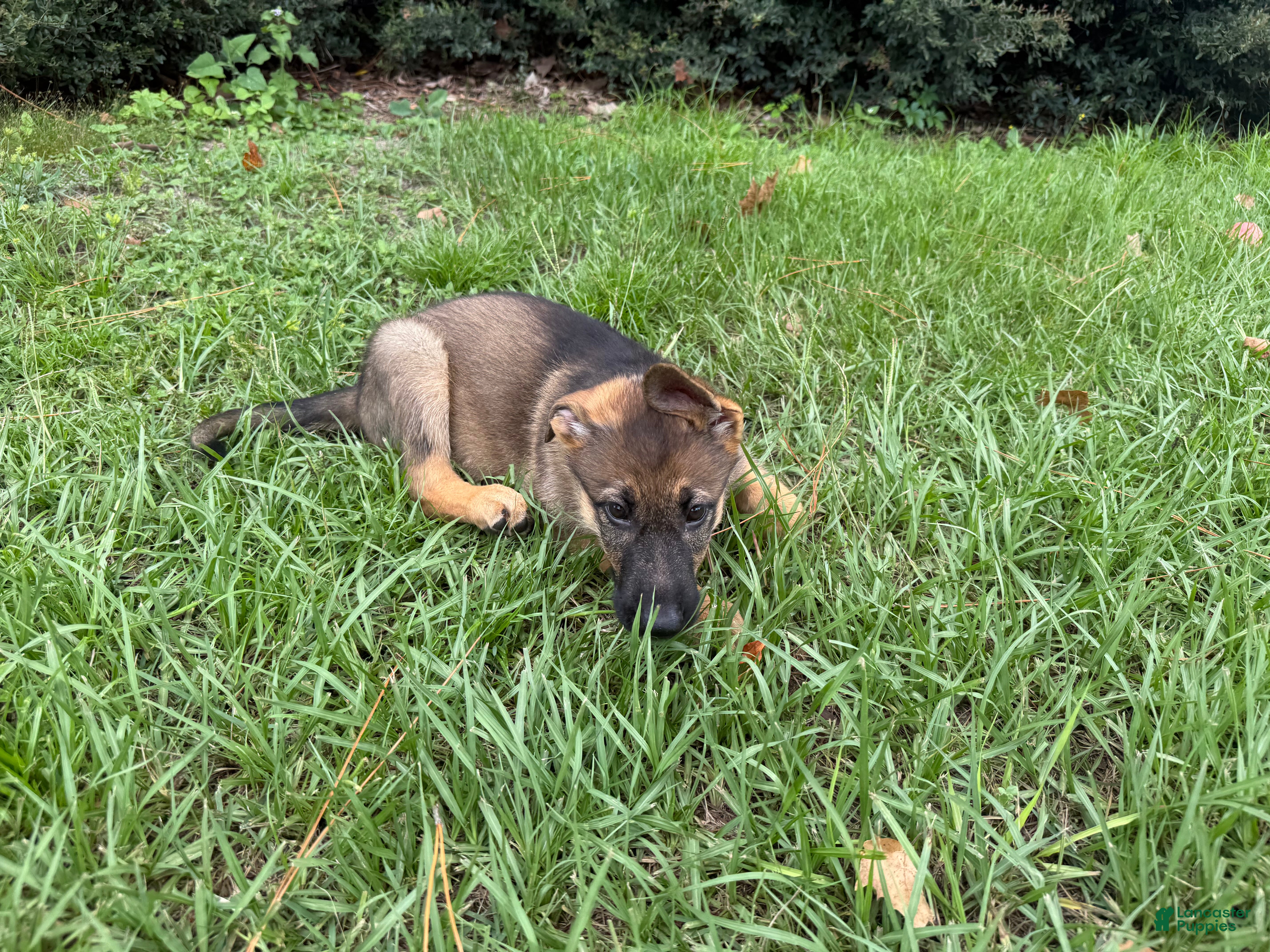 German Shepherd dogs Daphne - Ad 2