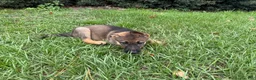 German Shepherd dogs for sale: Delilah - Ad 94