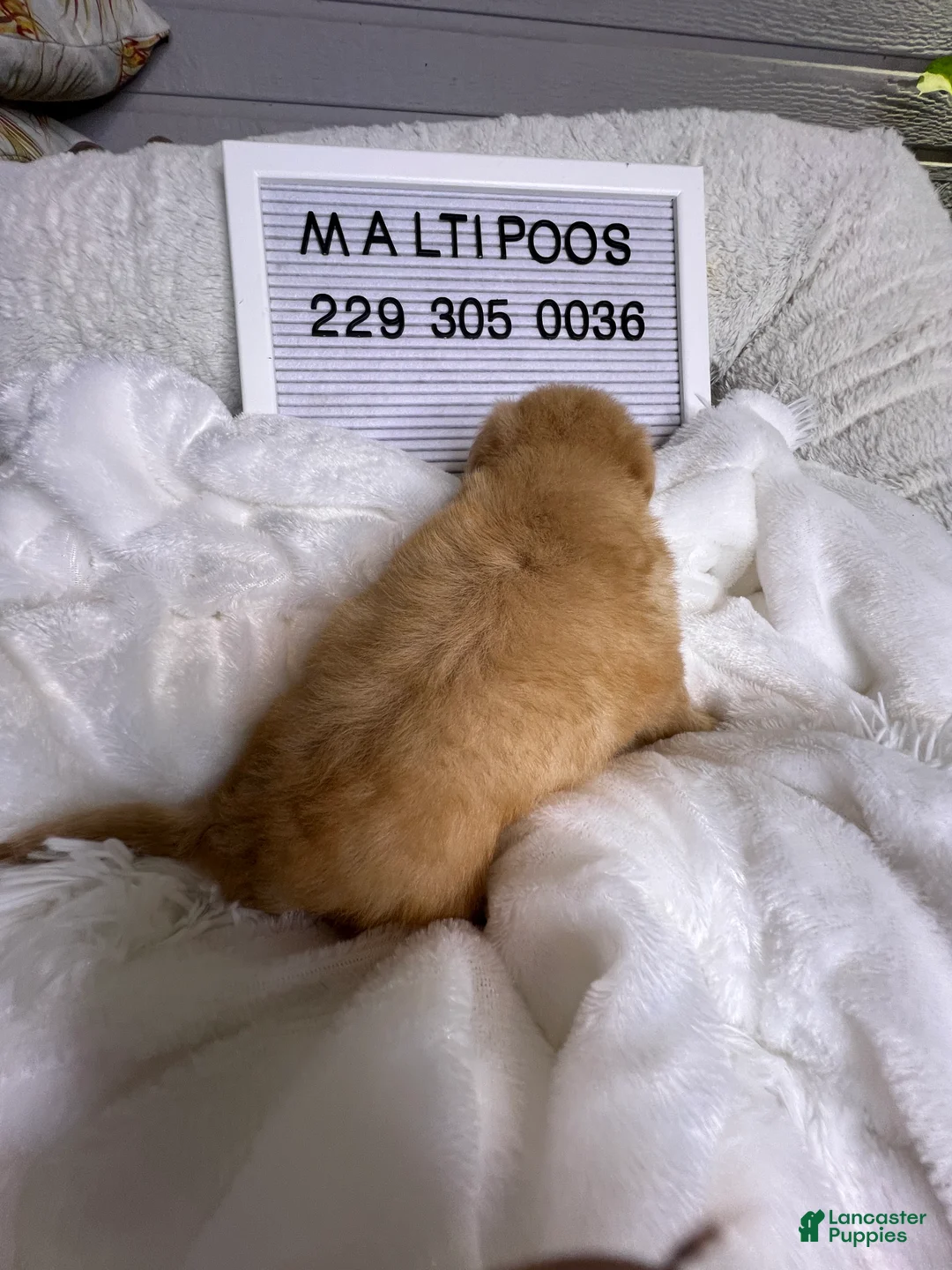 Maltipoo dogs for sale: Pardi - Ad 2