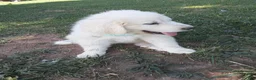 Great Pyrenees dogs for sale: Ella  - Ad 10