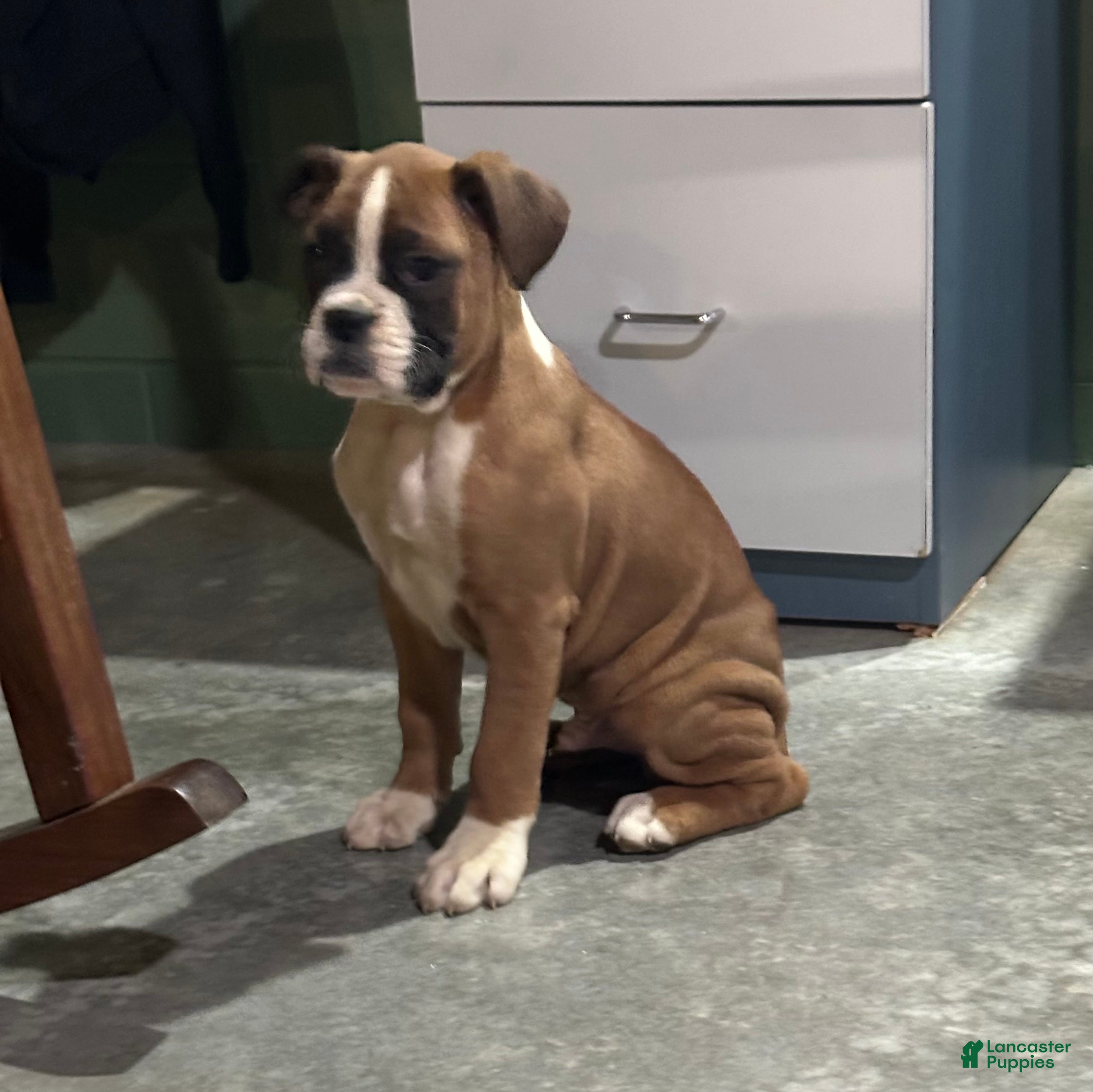 Boxer dogs Cale - Ad 35