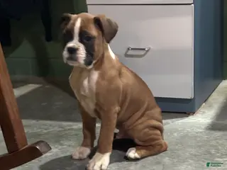 Boxer dogs Cale - Ad 35