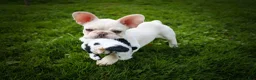 French Bulldog dogs for sale: Snoopy 🐶 - Ad 6