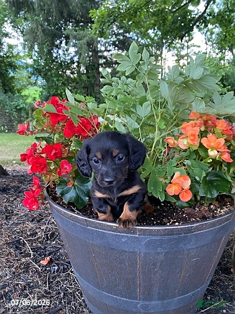 Miniature Dachshund dogs Carter - Ad 10