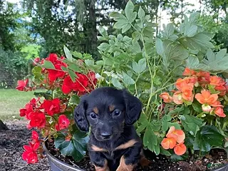 Miniature Dachshund dogs Carter - Ad 10