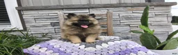 Keeshond dogs for sale: Susan - Ad 1