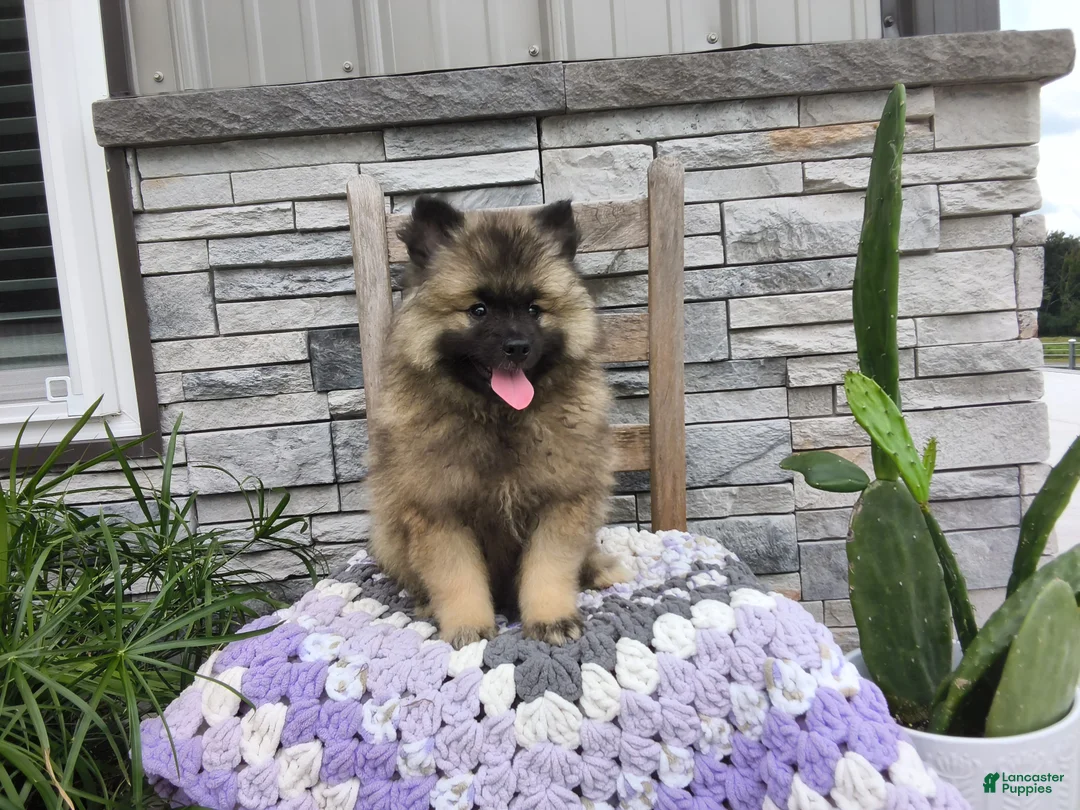 Keeshond dogs for sale: Susan - Ad 1