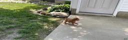 Mini Goldendoodle dogs for sale: Mindy Mini Goldendoodle  - Ad 9