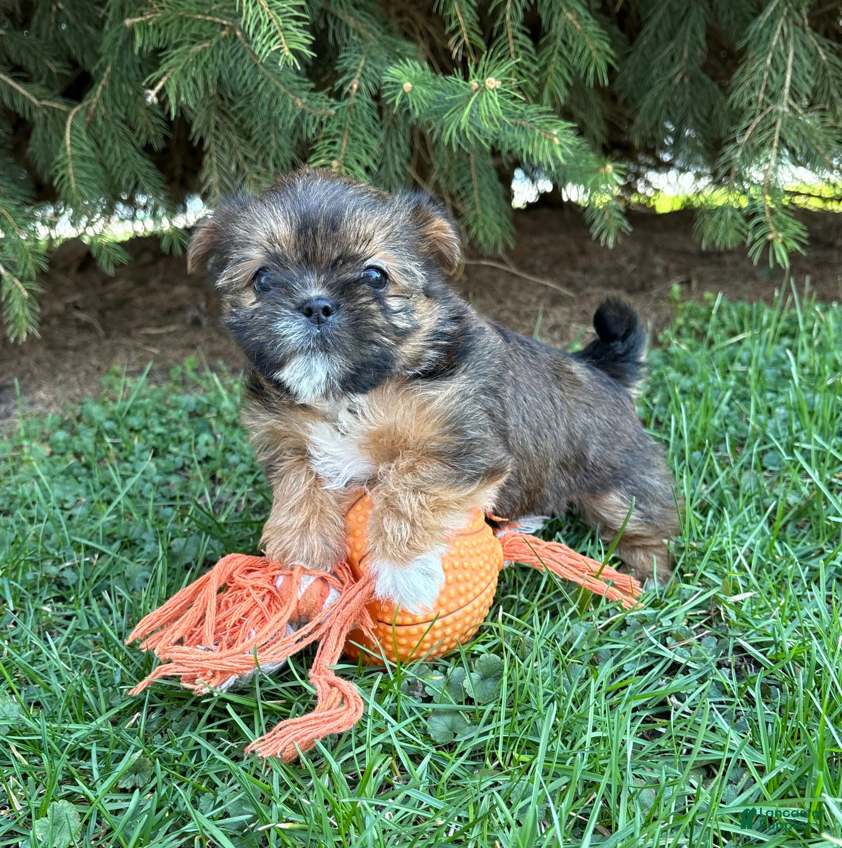 Shorkie dogs Molly - Ad 1