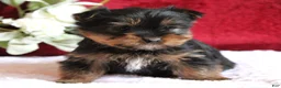 Yorkshire Terrier dogs for sale: Dalton - Ad 5