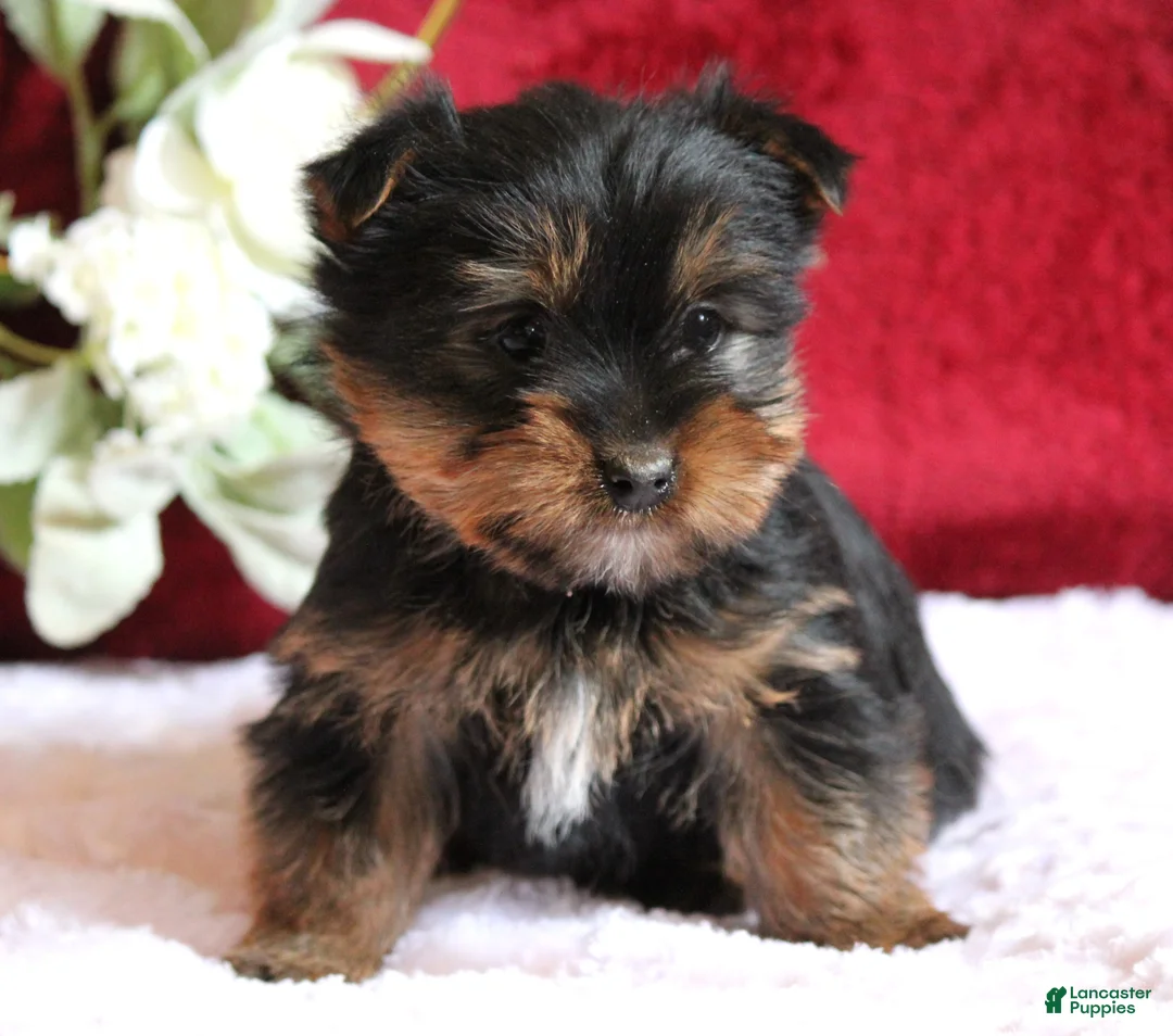 Yorkshire Terrier dogs for sale: Dalton - Ad 5