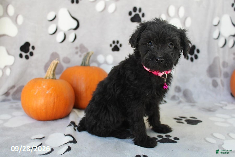 Yorkiepoo dogs Savannah - Ad 2