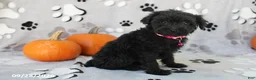 Yorkiepoo dogs for sale: Savannah - Ad 2