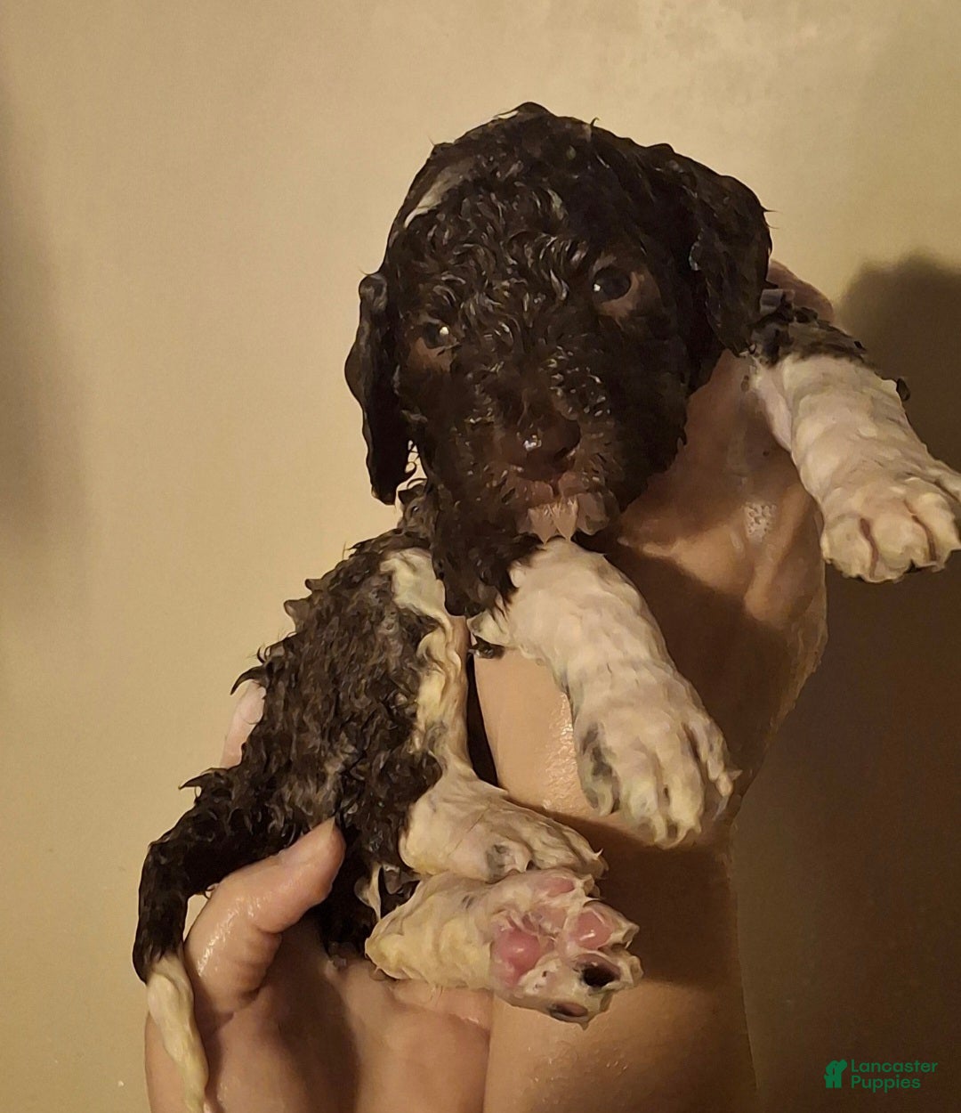 Labradoodle dogs Kiwi - Ad 35
