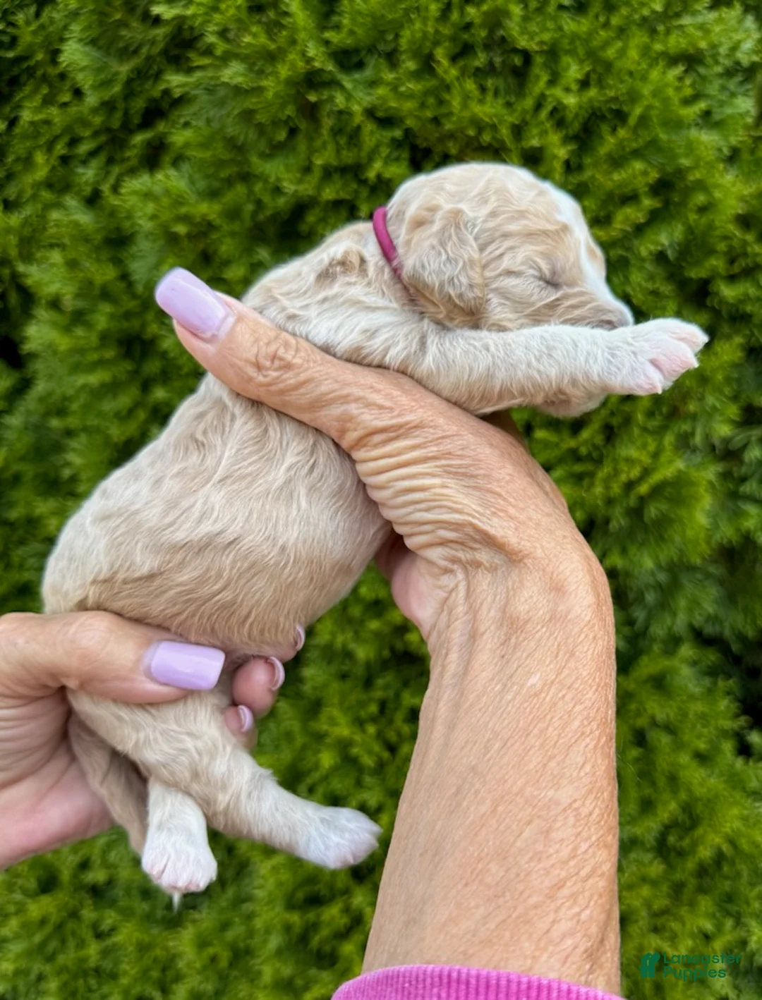 Goldendoodle dogs for sale: Maroon  - Ad 4