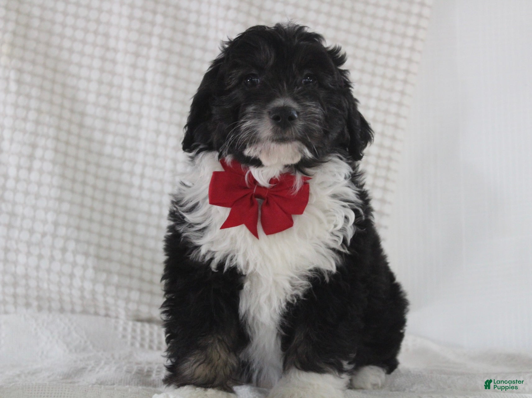 Mini Aussiedoodle dogs Ollie - Ad 2