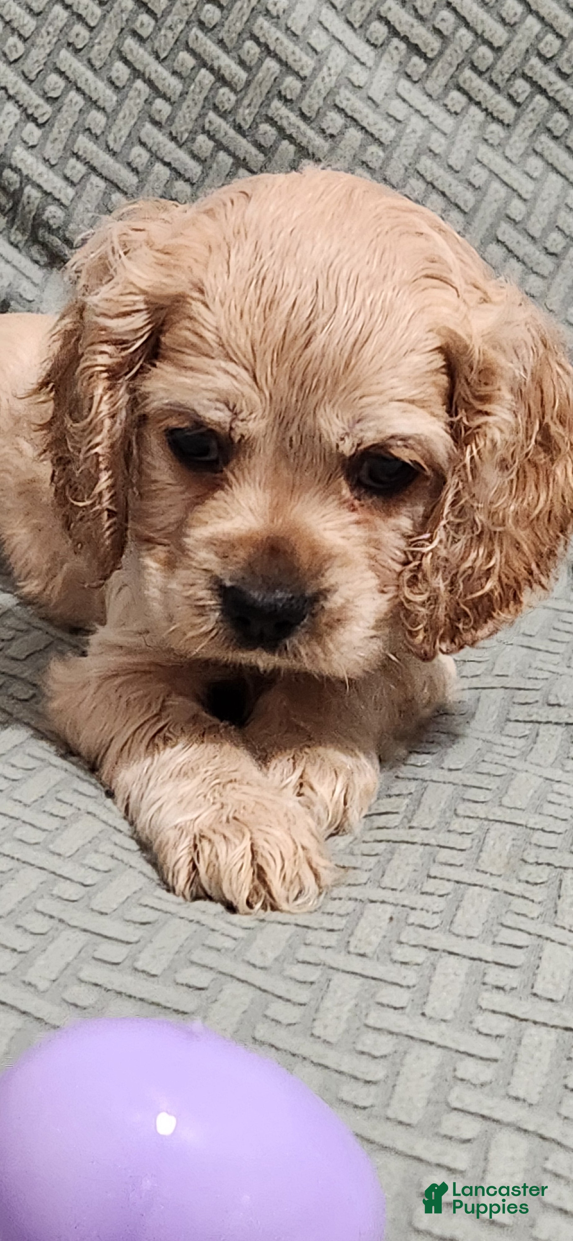 Cocker Spaniel dogs Cocker Spaniel 7 - Ad 1