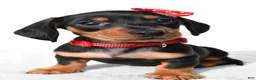 Miniature Dachshund dogs for sale: Diesel - Ad 9