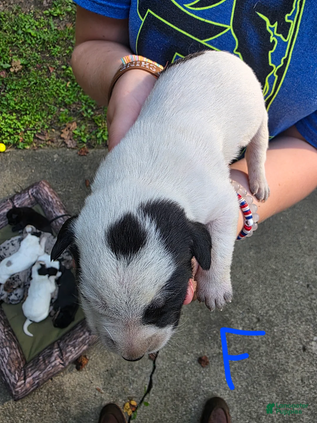 Mixed Breed dogs for sale: Mixed Breed 1 - Ad 2