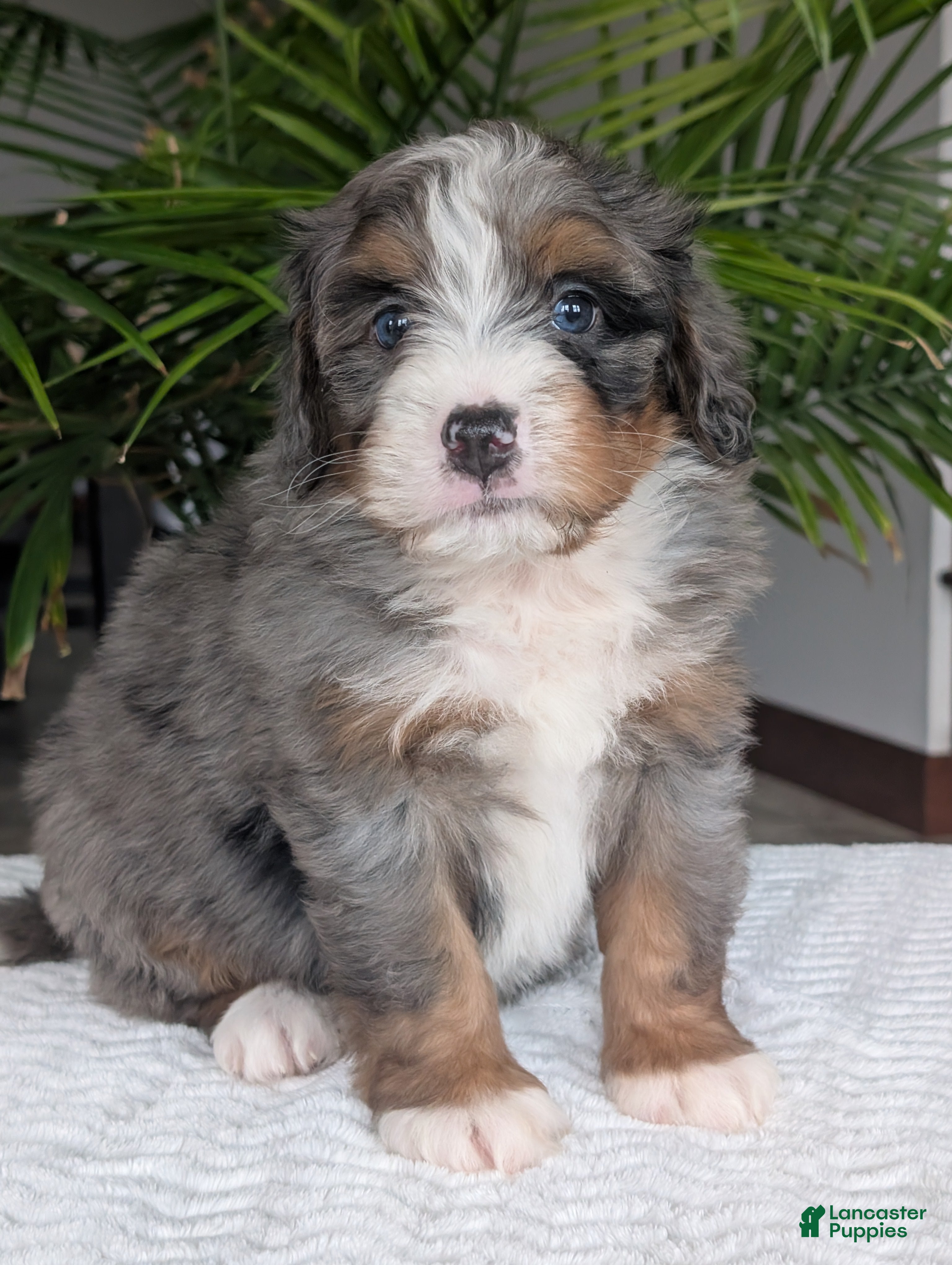 Mini Bernedoodle dogs Mini Nemo  - Ad 2