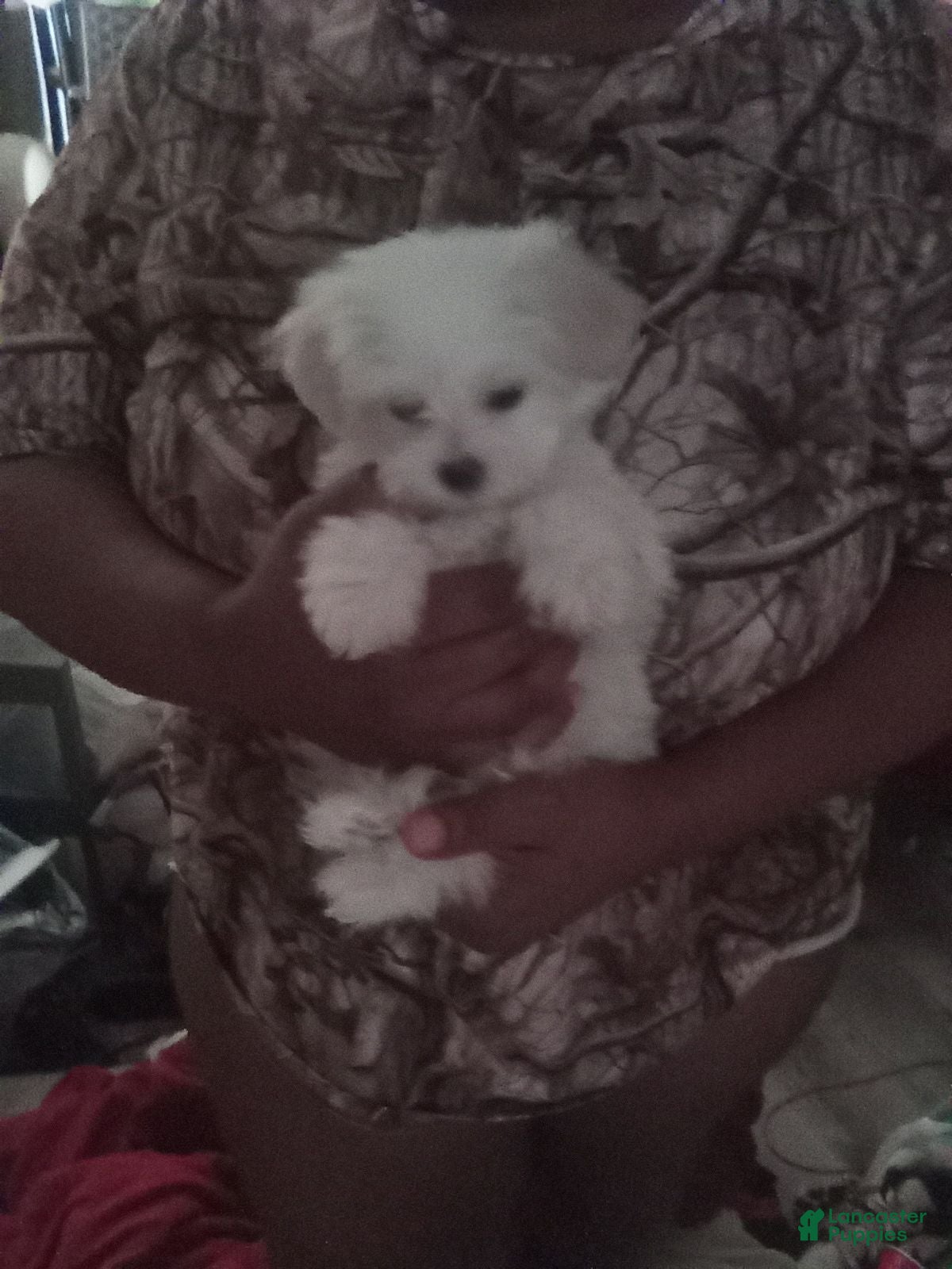 Maltese dogs Ice - Ad 5