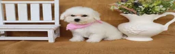 Bichon Frise dogs for sale: Brooke - Ad 2