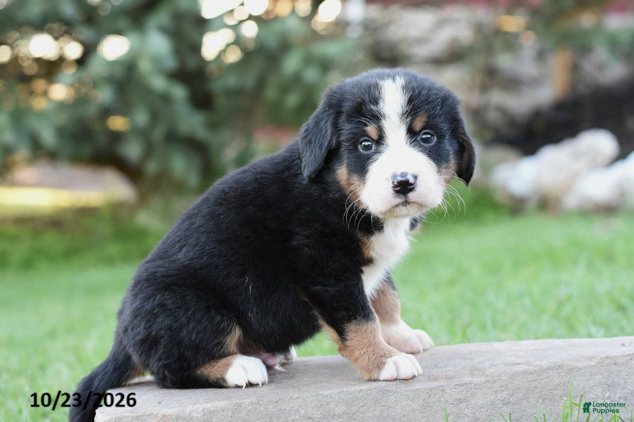 Bernese Mountain Dog dogs for sale: Billy - Ad 2