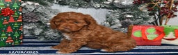 Cockapoo dogs for sale: Isabelle - Ad 4