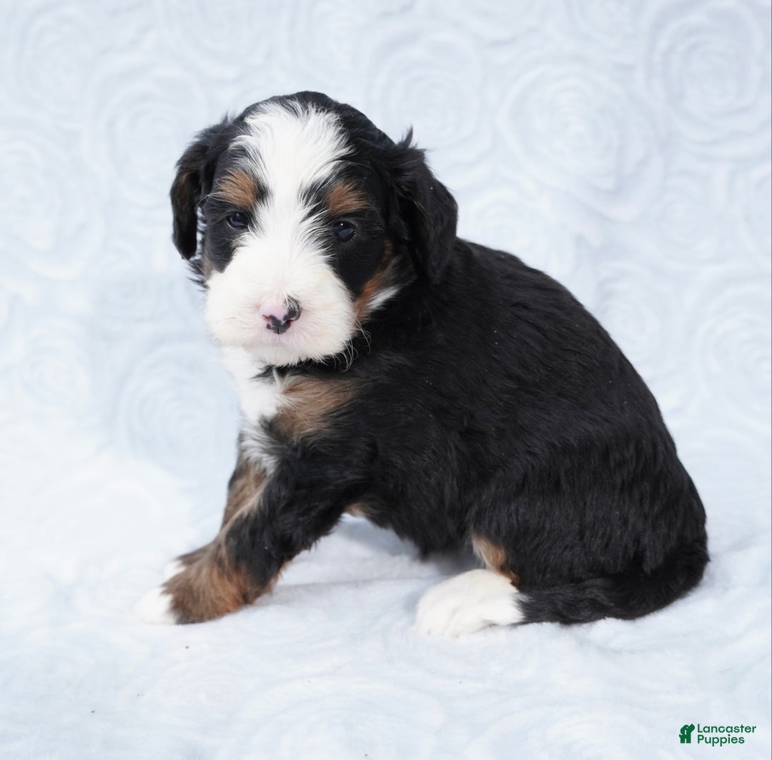 Mini Bernedoodle dogs for sale: Cali  - Ad 2