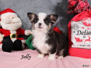 Welsh Corgi Pembroke dogs Jolly - Ad 42