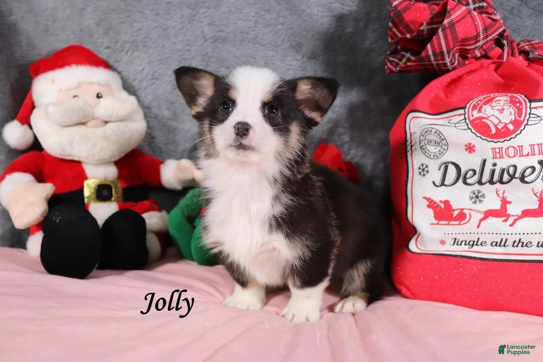 Welsh Corgi Pembroke dogs for sale: Jolly - Ad 1