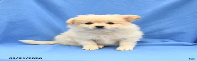 Greg