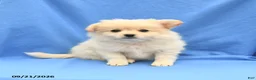 Mixed Breed dogs for sale: Greg - Ad 1