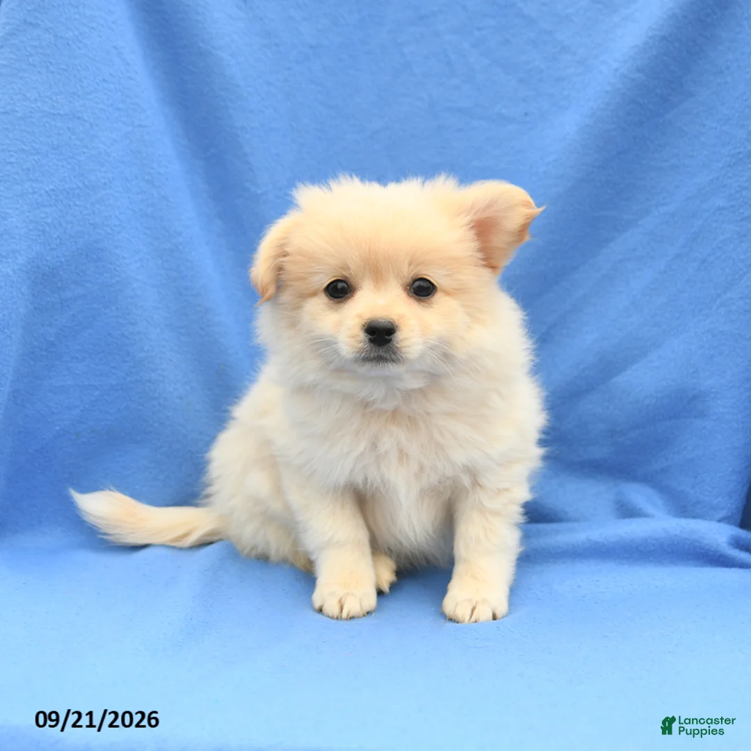 Mixed Breed dogs for sale: Greg - Ad 1