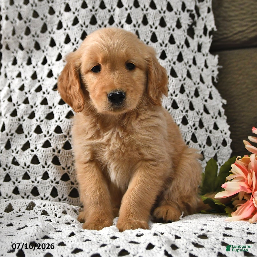 Goldendoodle dogs Elmo - Ad 2