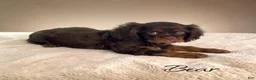Cavalier King Charles Spaniel dogs for sale: Cavalier King Charles Spaniel 1 - Ad 4