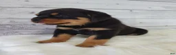 Rottweiler dogs for sale: Rambo  - Ad 9