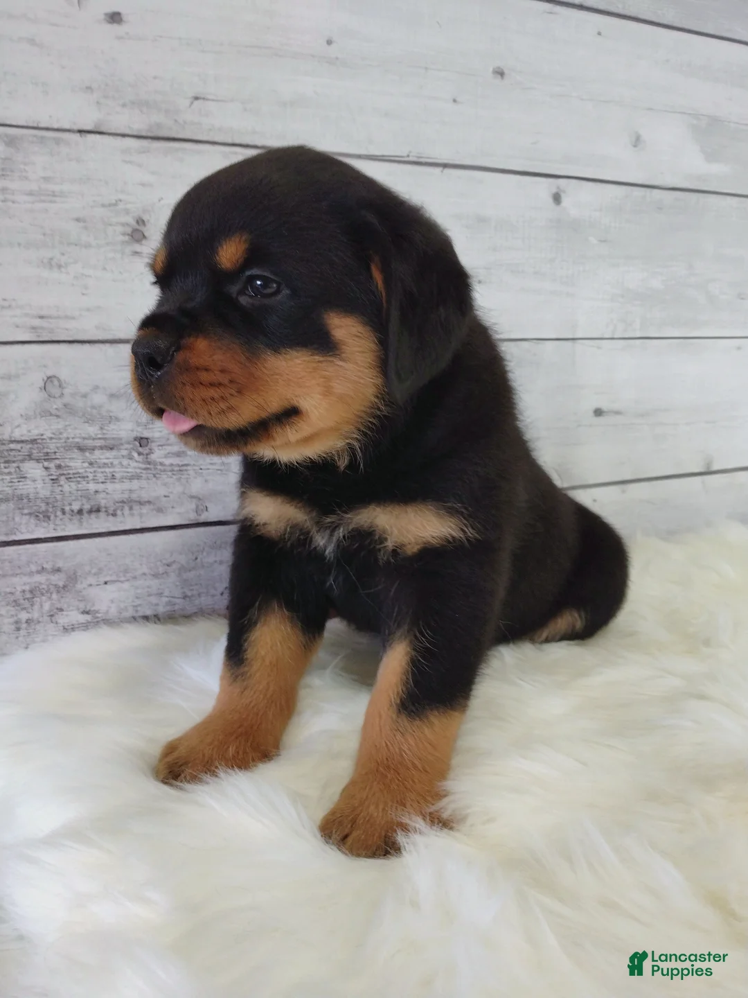 Rottweiler dogs for sale: Rambo  - Ad 9
