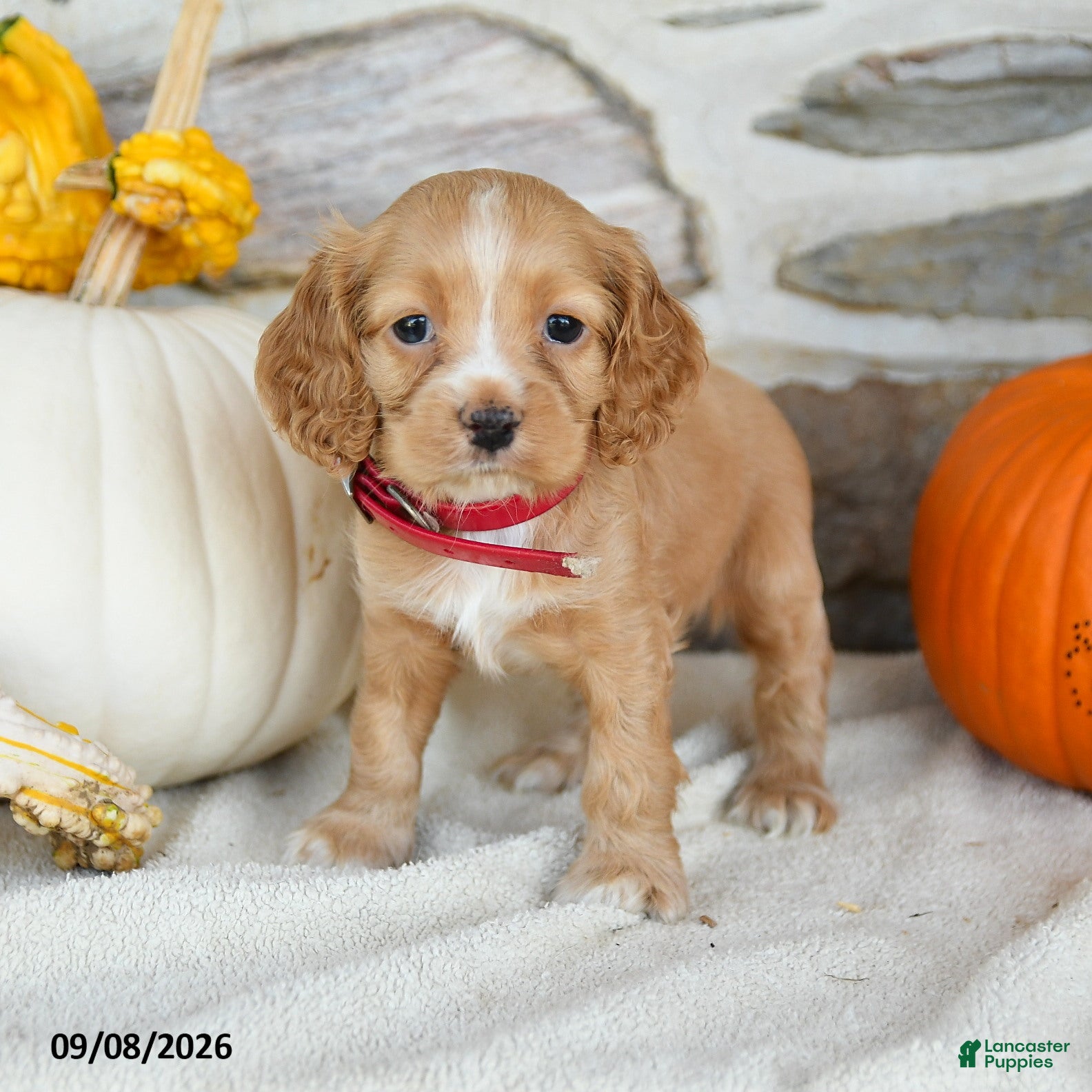 English Cocker Spaniel dogs Ruby - Ad 2