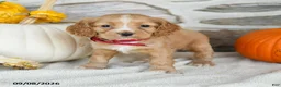 English Cocker Spaniel dogs for sale: Ruby - Ad 2