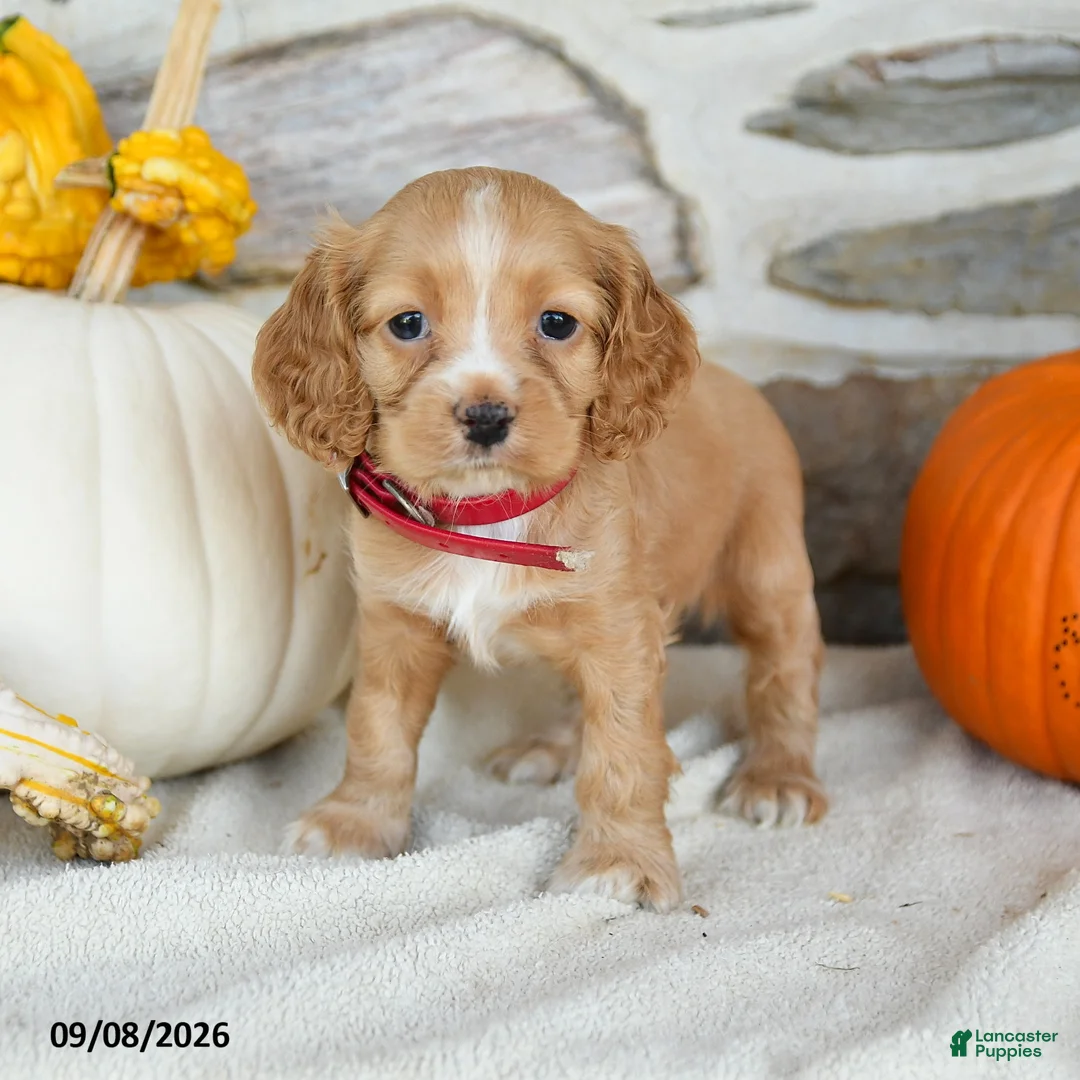 English Cocker Spaniel dogs for sale: Ruby - Ad 2