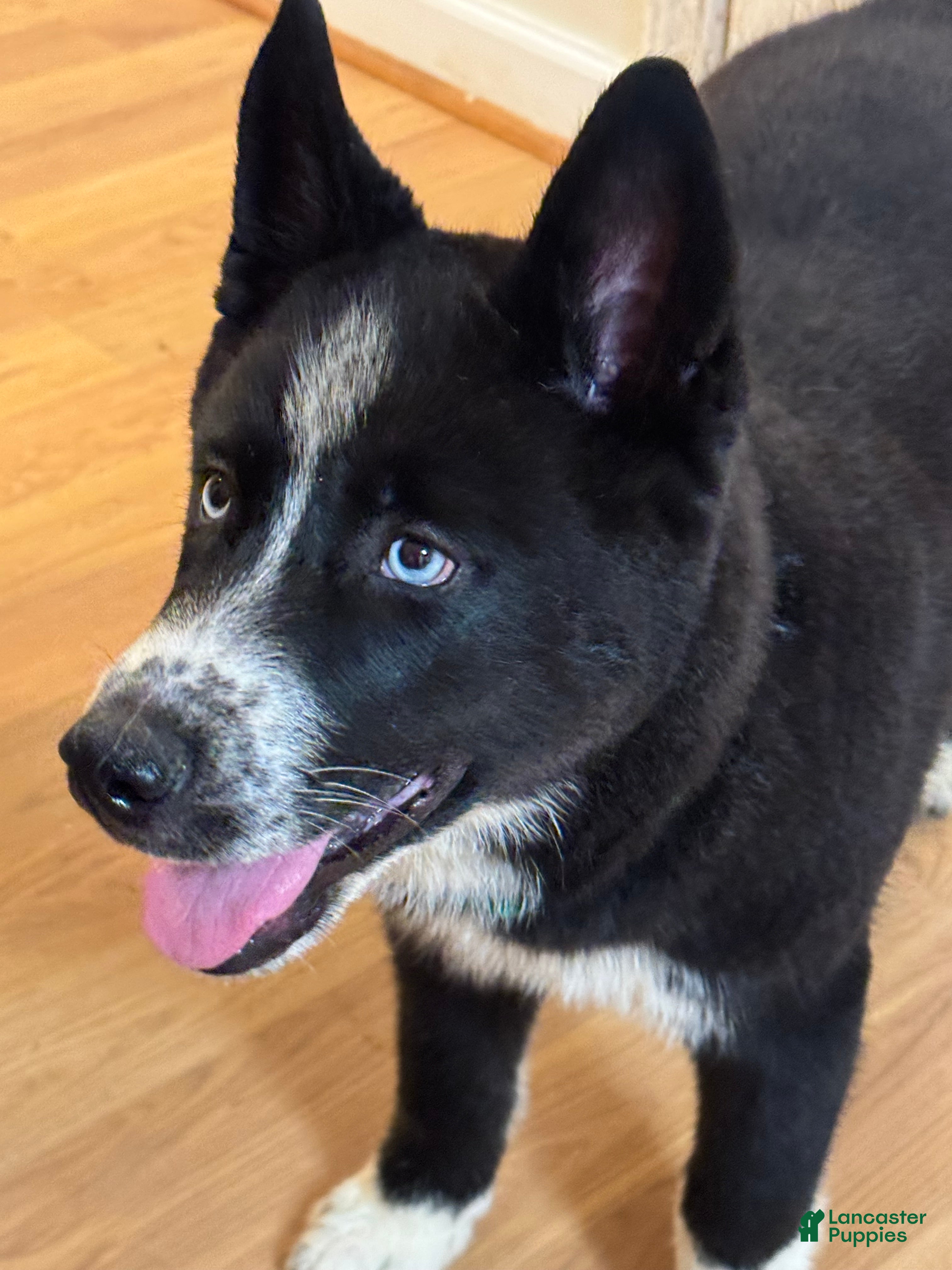 Siberian Husky dogs Giblet - Ad 2